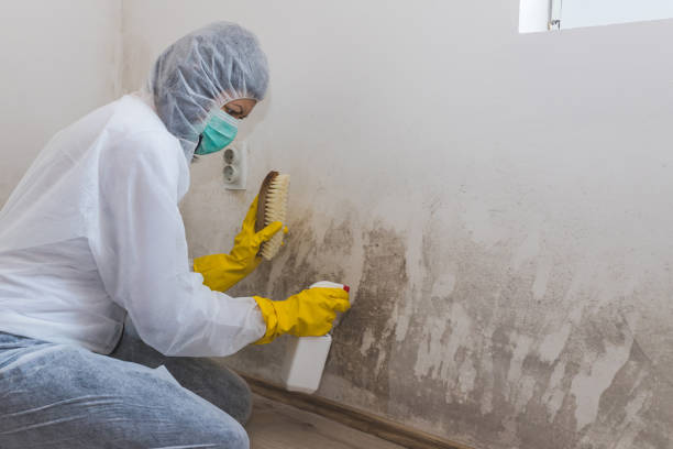 Best Basement Mold Remediation in Crenshaw, MS