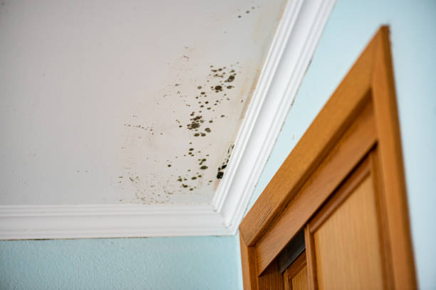 Best Health and Safety Mold Remediation in Crenshaw, MS