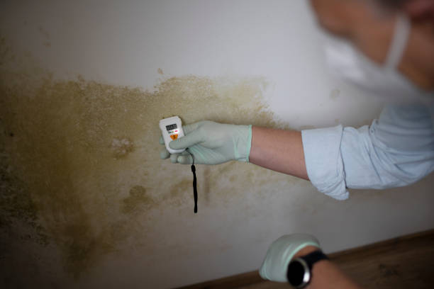 Best Insurance-Related Mold Remediation in Crenshaw, MS