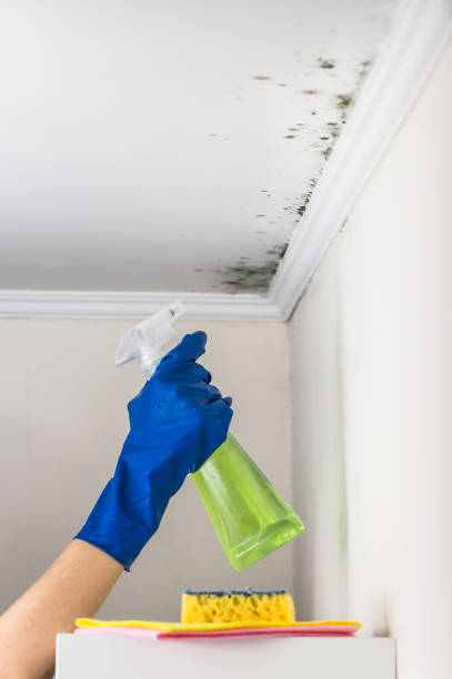 Best Mold Remediation for Specific Building Types in Crenshaw, MS