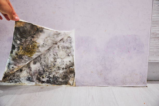 Best Black Mold Remediation in Crenshaw, MS